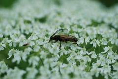 Trigonarthris