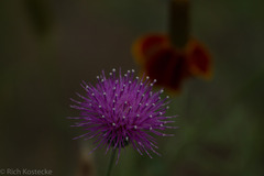 Cirsium texanum
