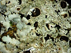 Phaeophyscia squarrosa