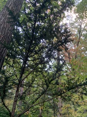 Taxus cuspidata