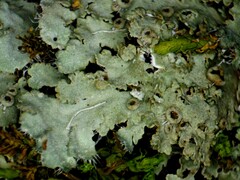 Phaeophyscia squarrosa