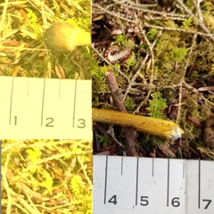 Tolypocladium capitatum