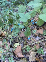 Ampelopsis