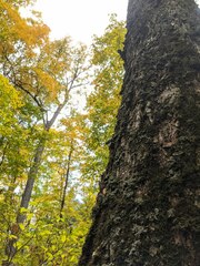 Phaeophyscia squarrosa