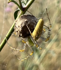 Peucetia viridans
