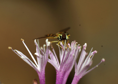 Toxomerus marginatus