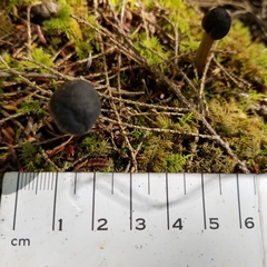 Tolypocladium capitatum