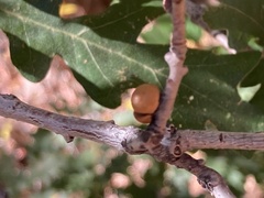 Xanthoteras eburneum