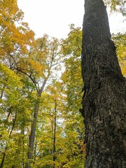 Phaeophyscia squarrosa