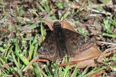 Erynnis juvenalis