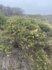 Ericameria ericoides