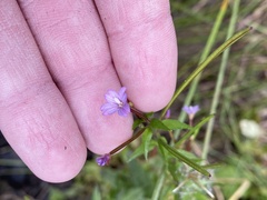 Epilobium hallianum