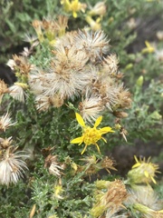 Ericameria ericoides