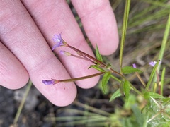 Epilobium hallianum