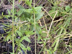 Epilobium hallianum