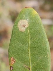 Cameraria sempervirensella