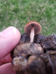 Protostropharia semiglobata