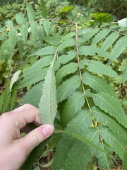 Stigmella intermedia