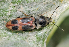 Cardiophorus bipunctatus