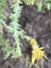 Ericameria ericoides