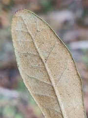 Cameraria sempervirensella
