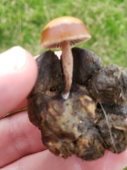 Protostropharia semiglobata