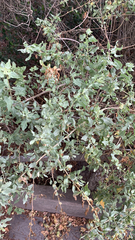 Atriplex lentiformis