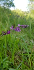 Polygala comosa