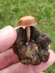 Protostropharia semiglobata