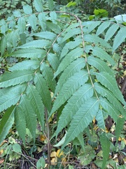 Stigmella intermedia