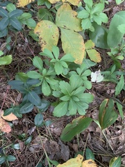 Pachysandra terminalis