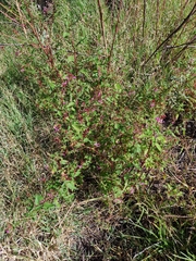 Lopezia racemosa