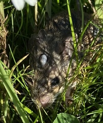 Apodemus sylvaticus