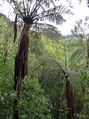 Cyathea medullaris