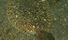 Pardachirus pavoninus