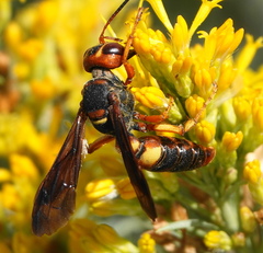 Cerceris bicornuta