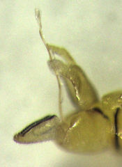 Cryptoneossa triangula