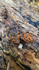 Metatrichia vesparium