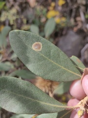 Cameraria sempervirensella