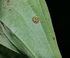 Vibidia duodecimguttata