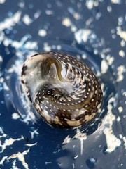 Agathistoma fasciatum