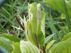 Ruellia tuberosa