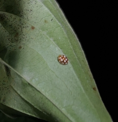 Vibidia duodecimguttata