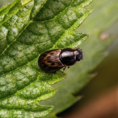 Aphodiini
