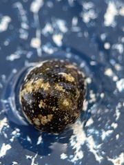Agathistoma fasciatum