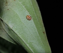 Vibidia duodecimguttata