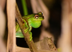 Boana marginata