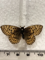Boloria freija