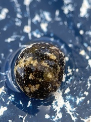 Agathistoma fasciatum