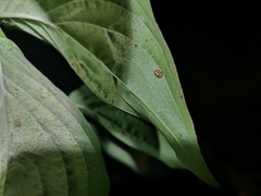 Vibidia duodecimguttata